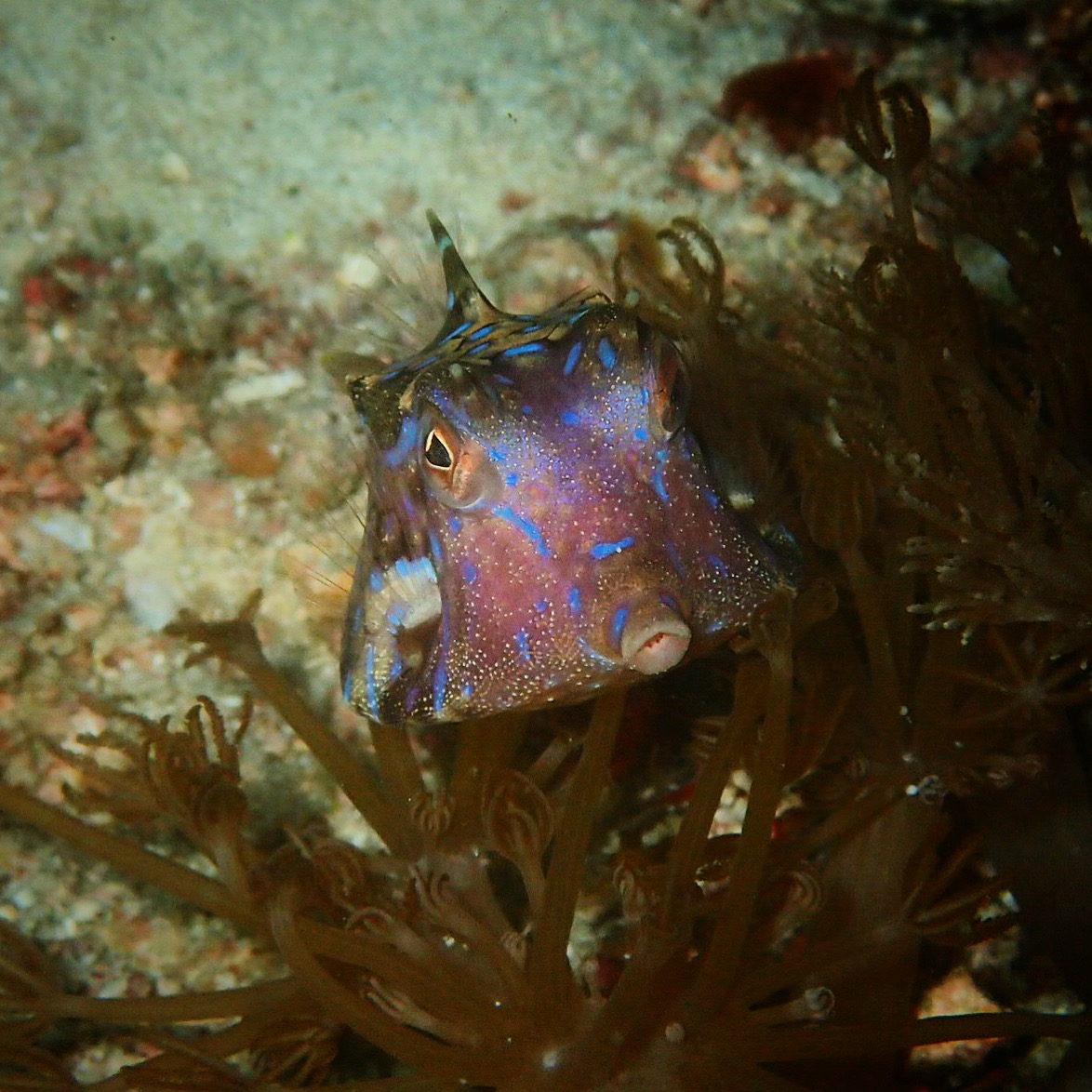 Cow fish