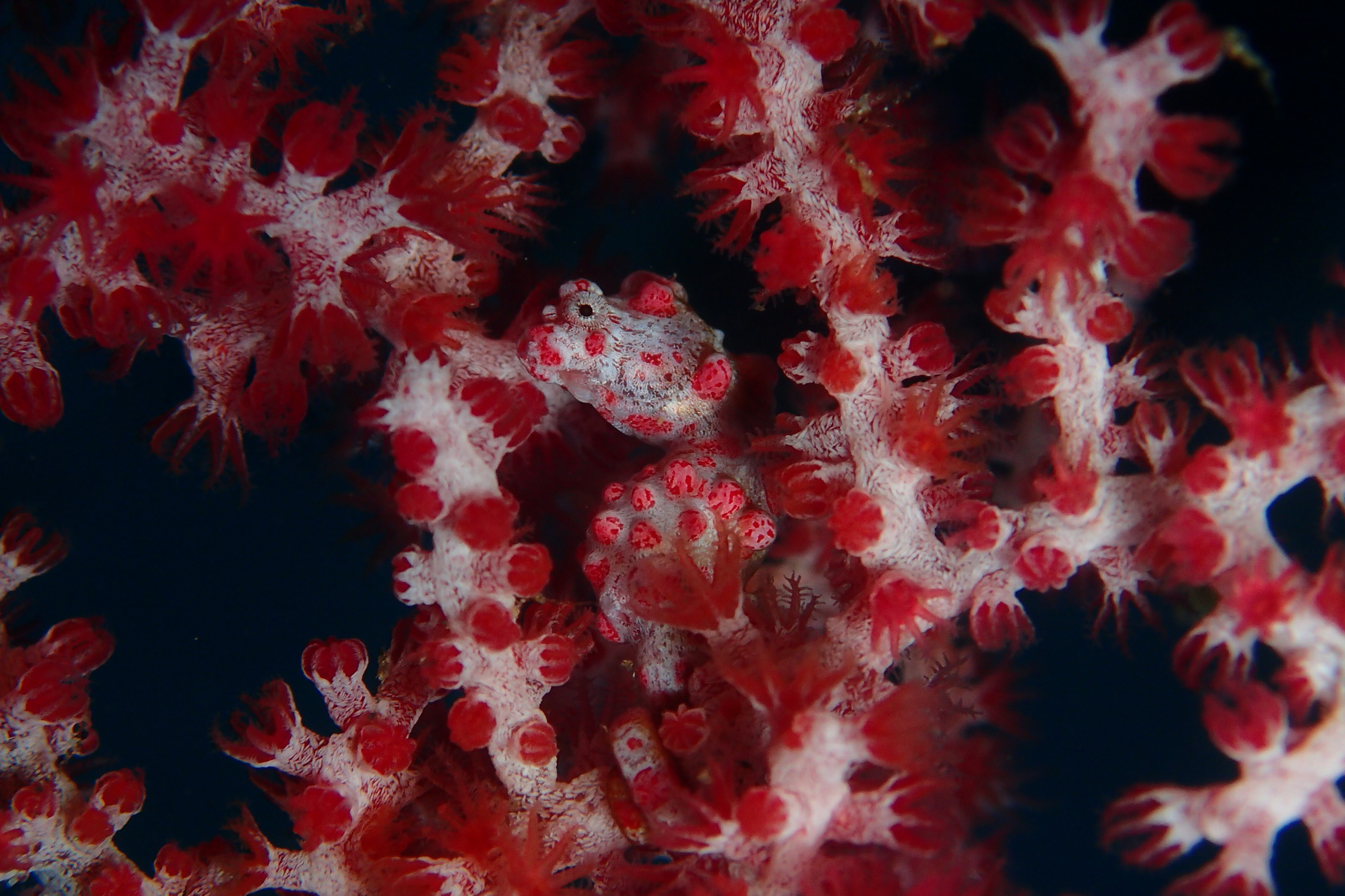 Pygmy Seahorse in Amed Bali