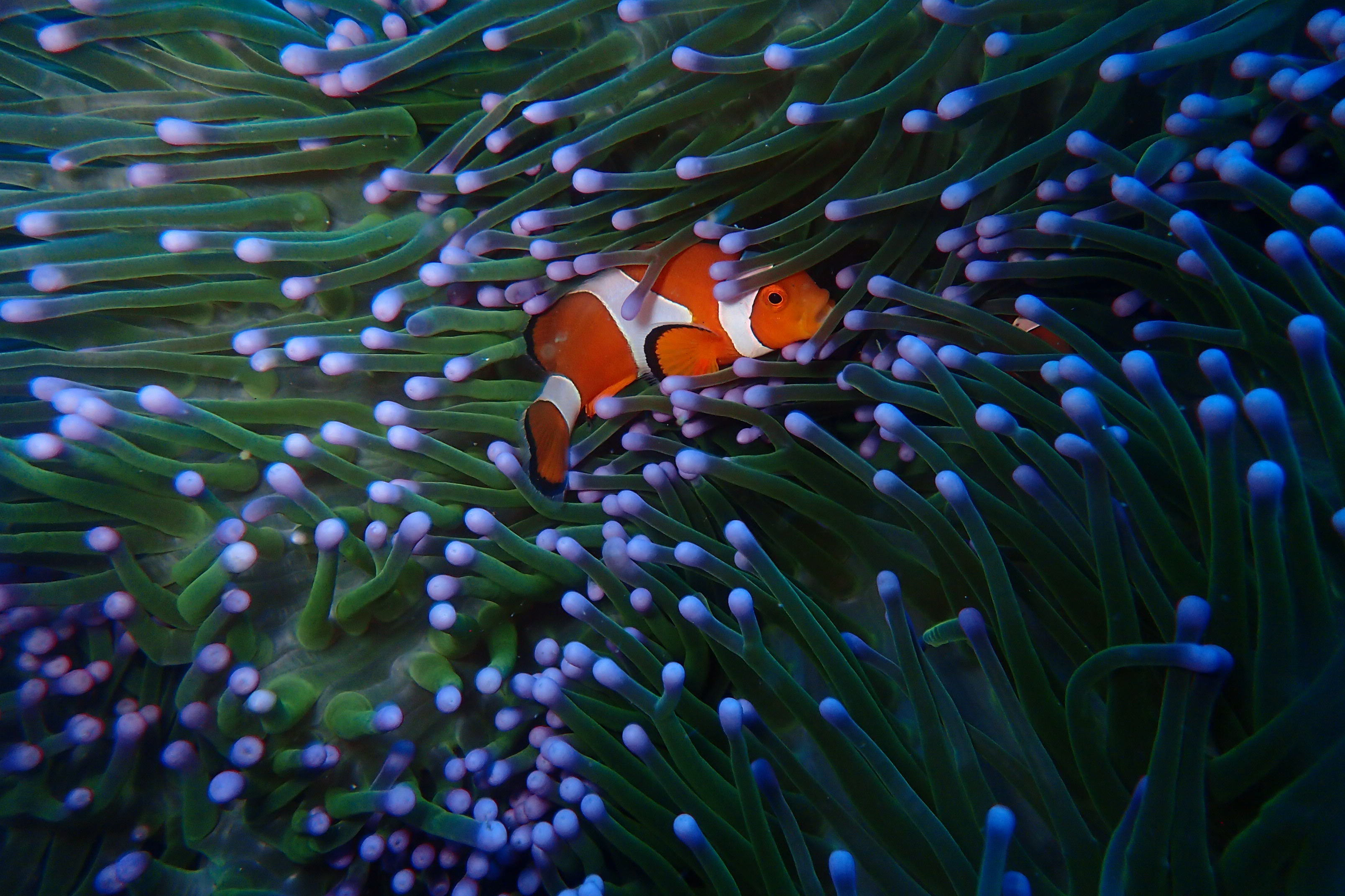 False Clown Anemonefish in Amed