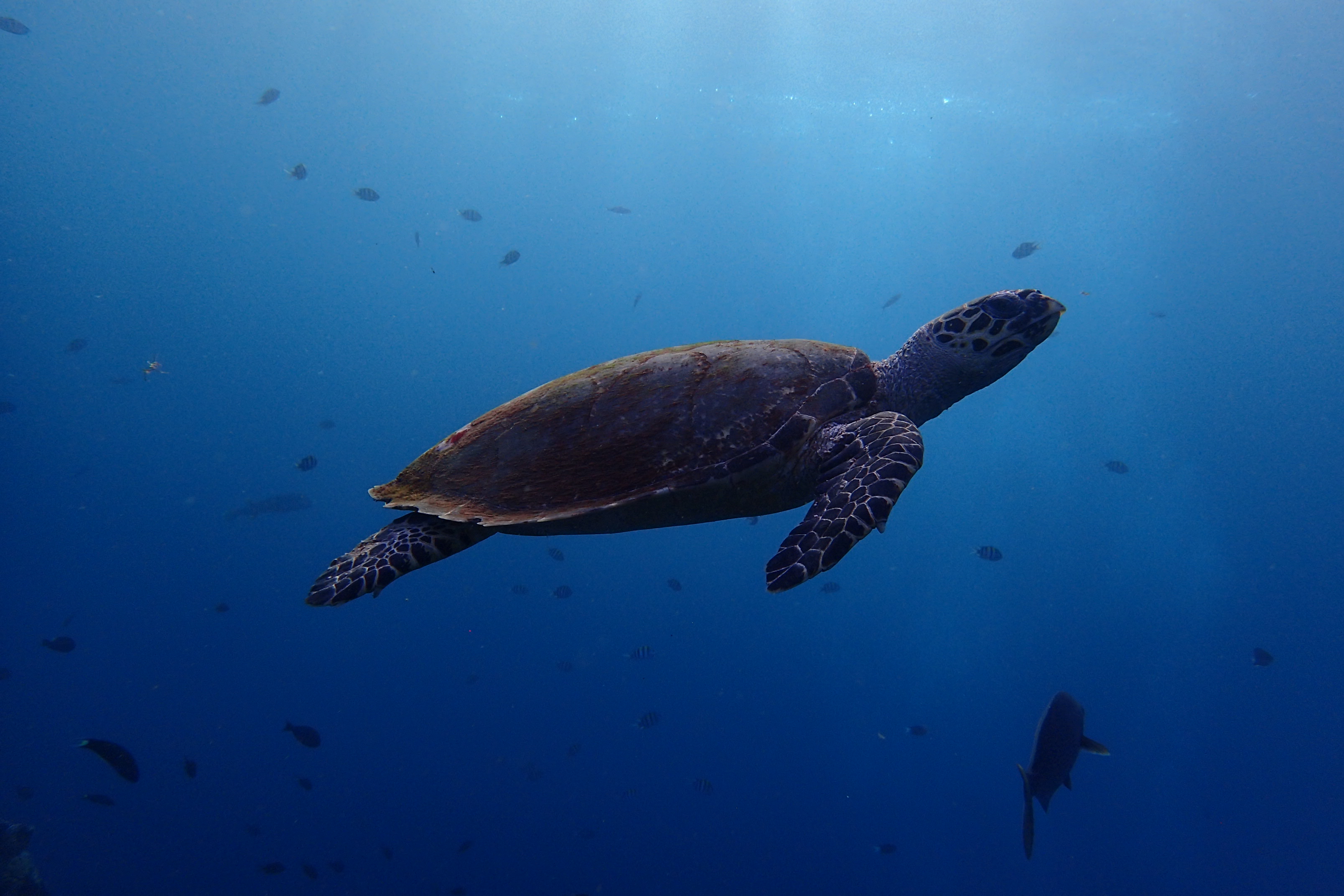 Hawksbill Sea turtle scuba diving Amed