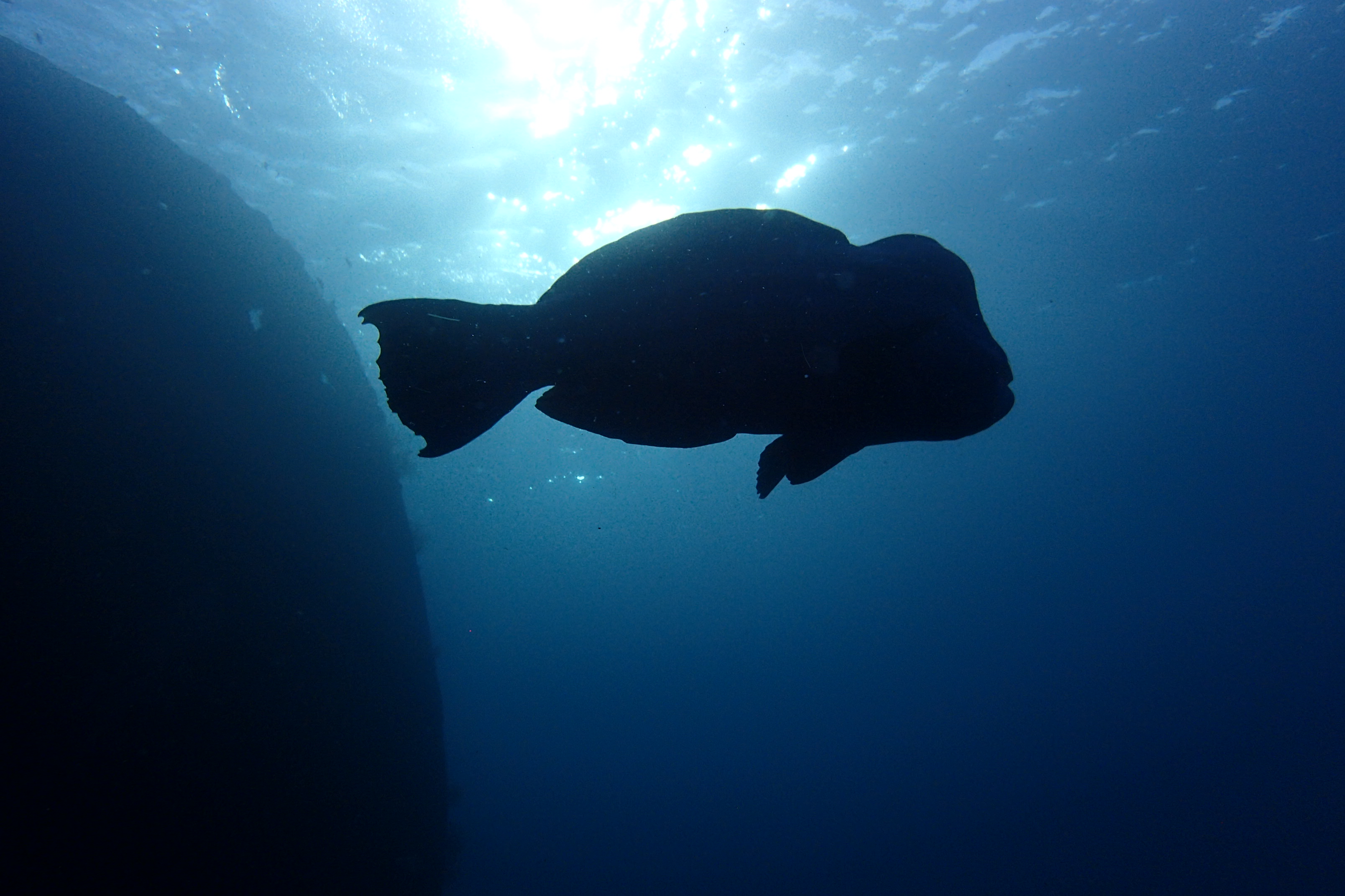 Scuba diving in Amed