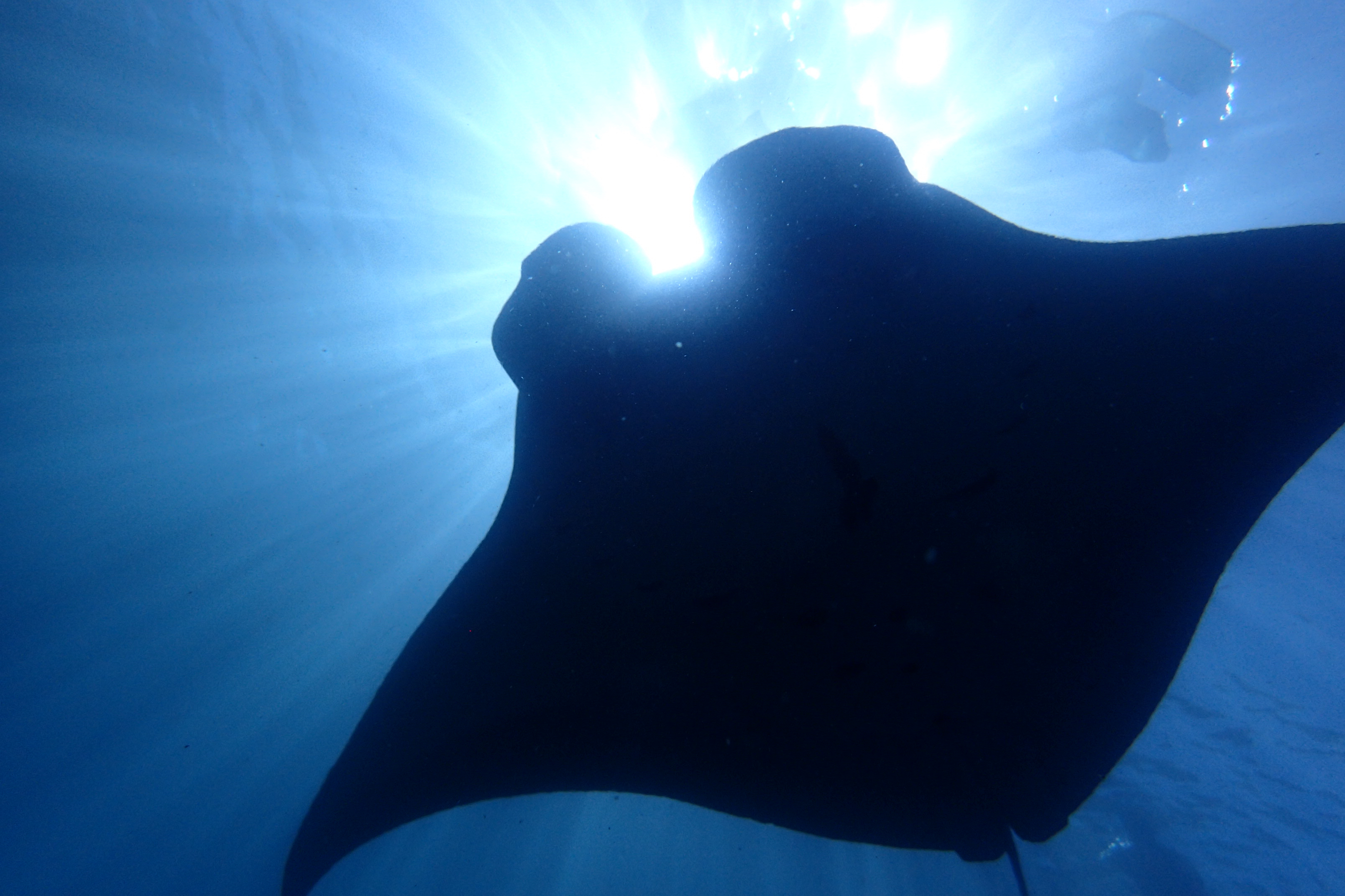 Manta Ray in Nusa Penida Bali