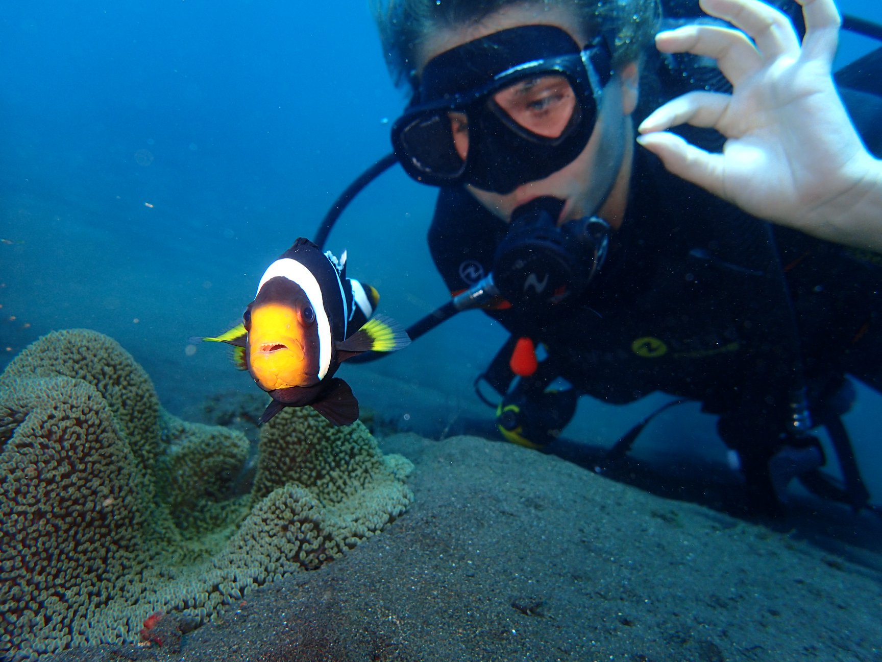 Clarks anemonefish and a diver
