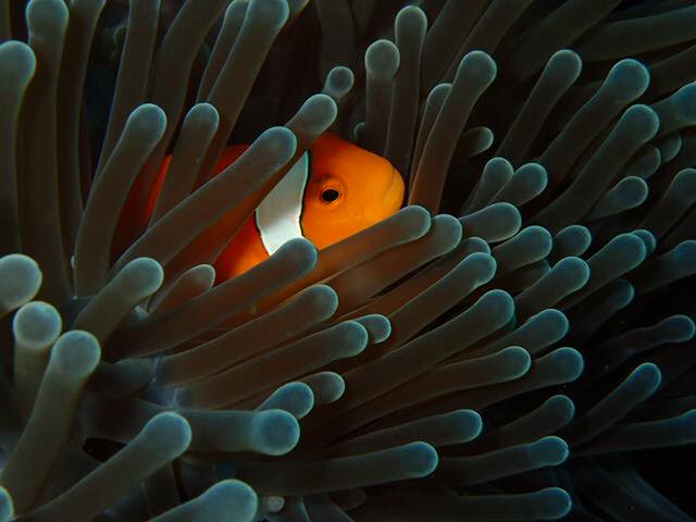 Clownfish peeping through a anemone 