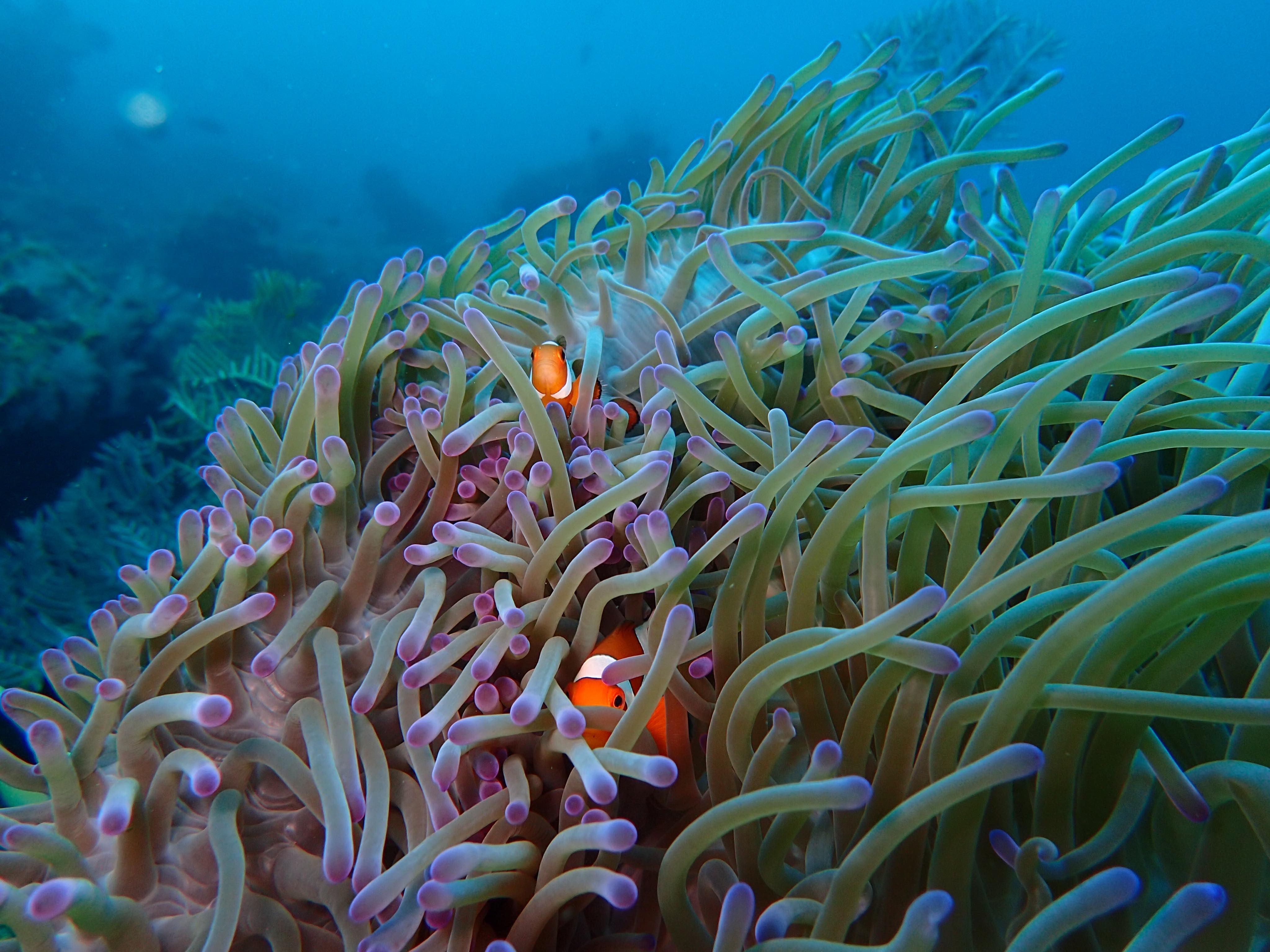 Clownfish living together in a sea anemone