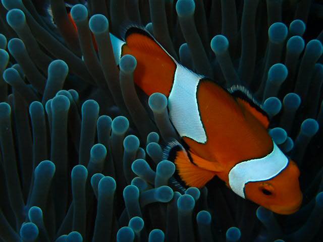Clownfish. Three distinct white stripes with orange body