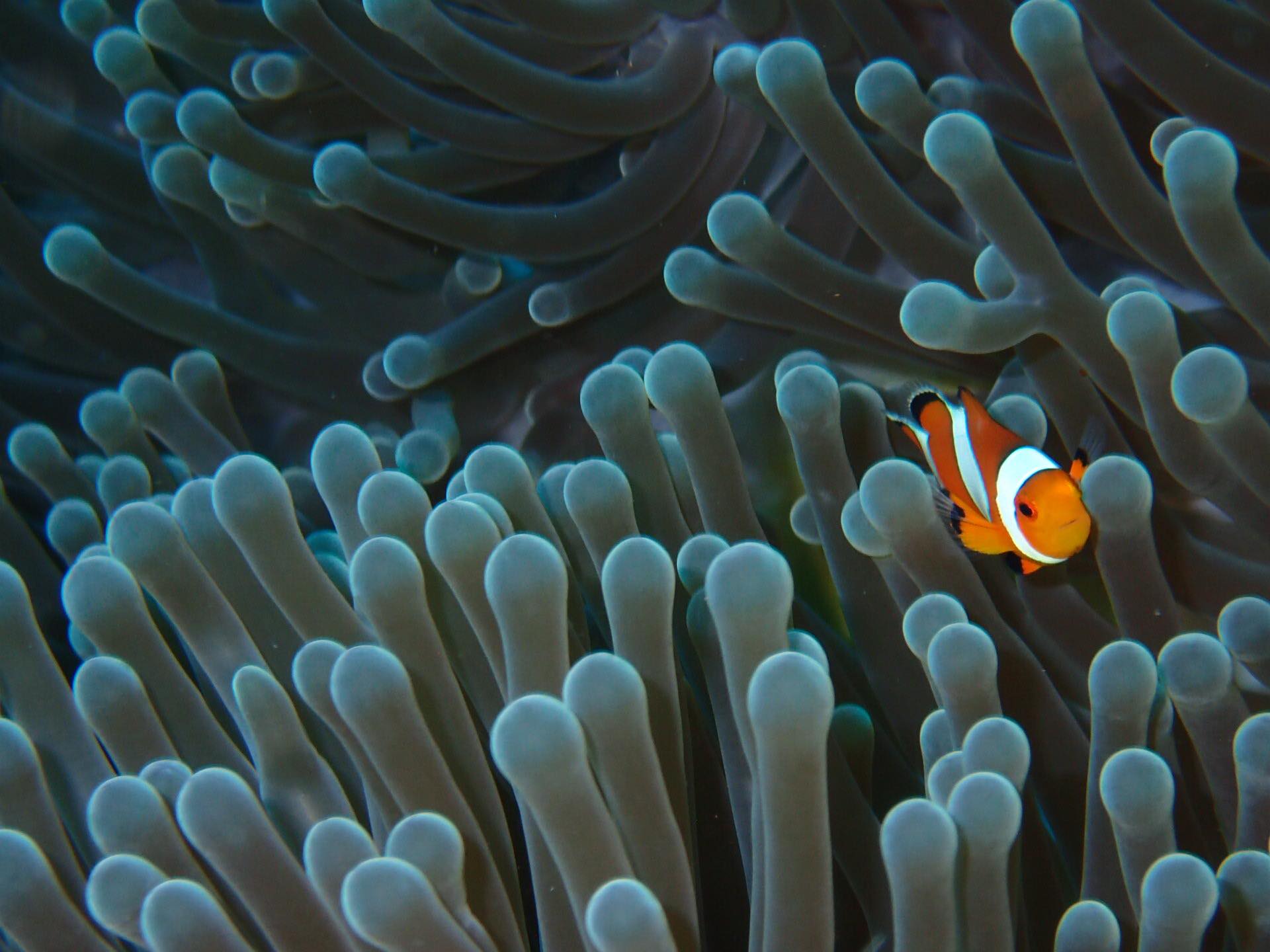 Juvenile clownfish