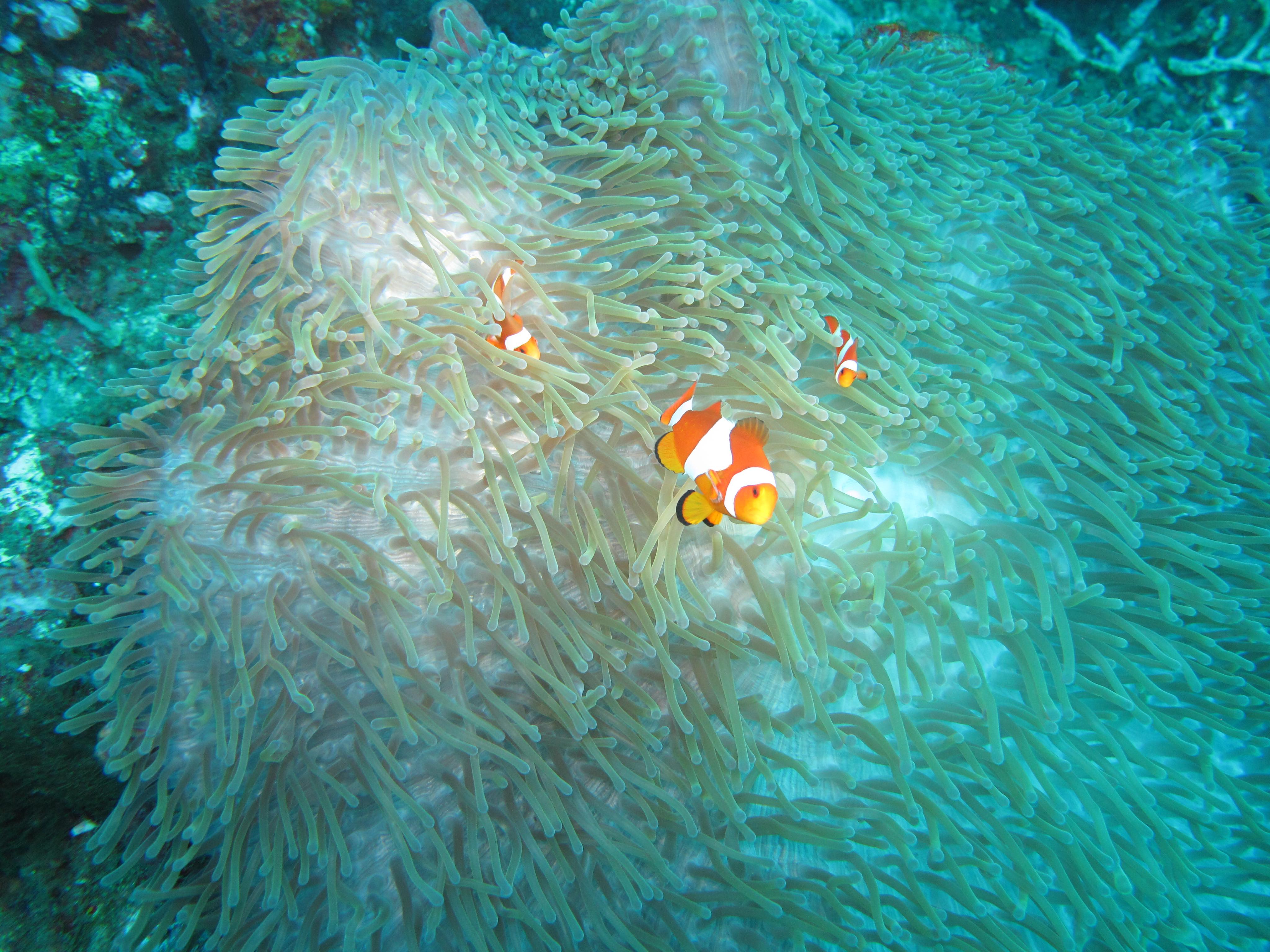 Family of clownfish living together in a sea anemone 