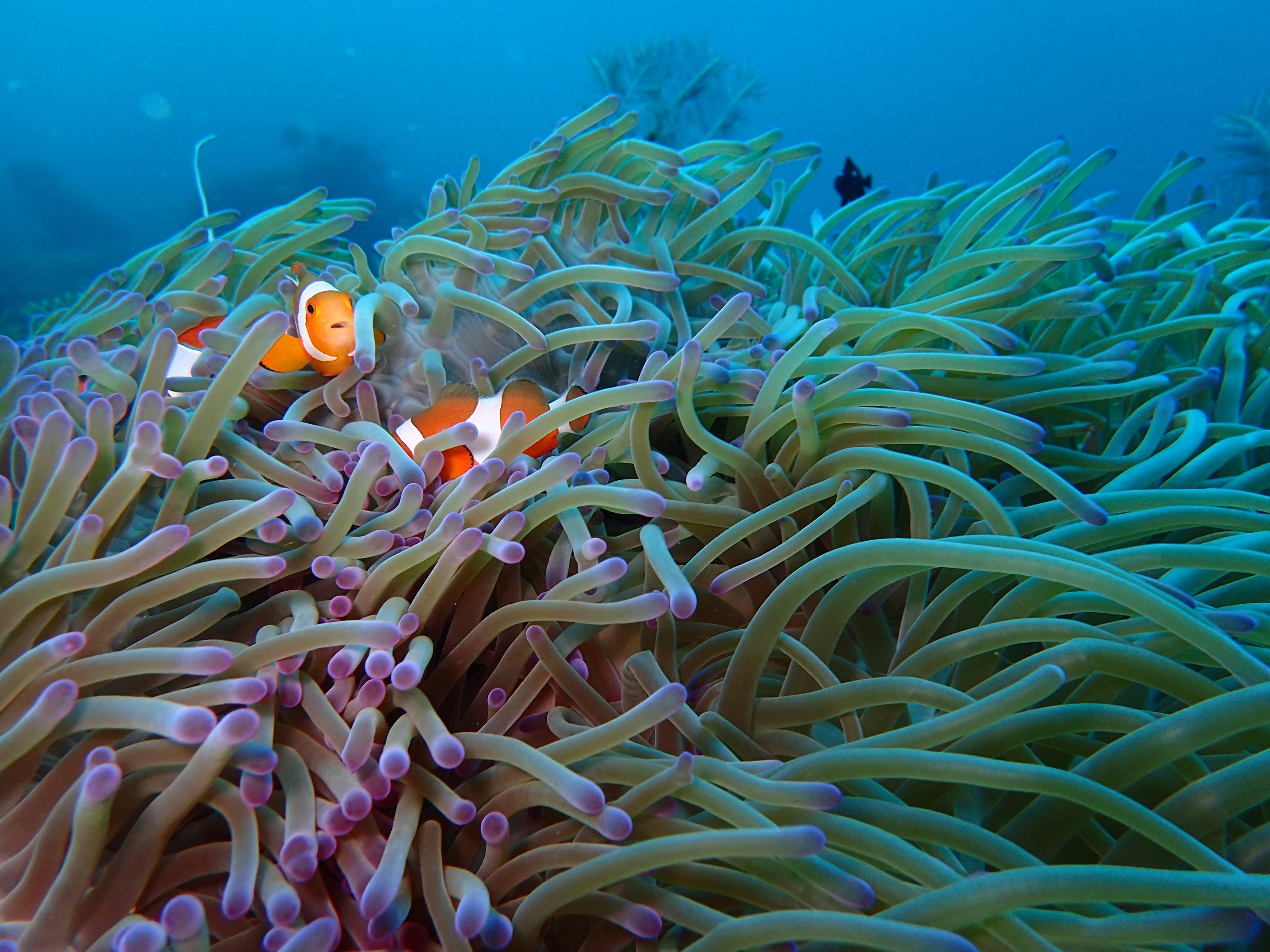 Family of clownfish in a sea anemone 