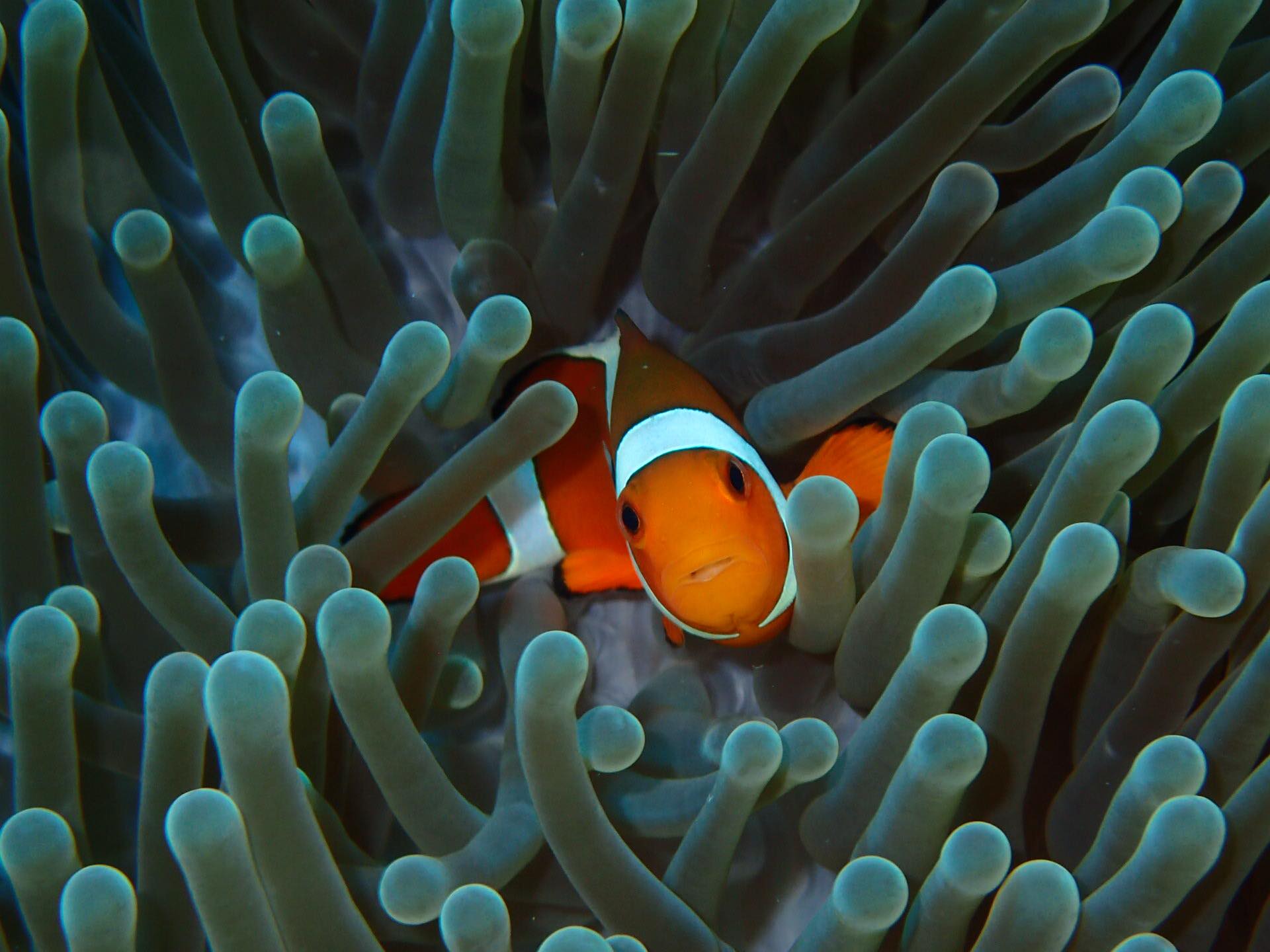 Clownfish in a sea anemone in Amed, Bali 