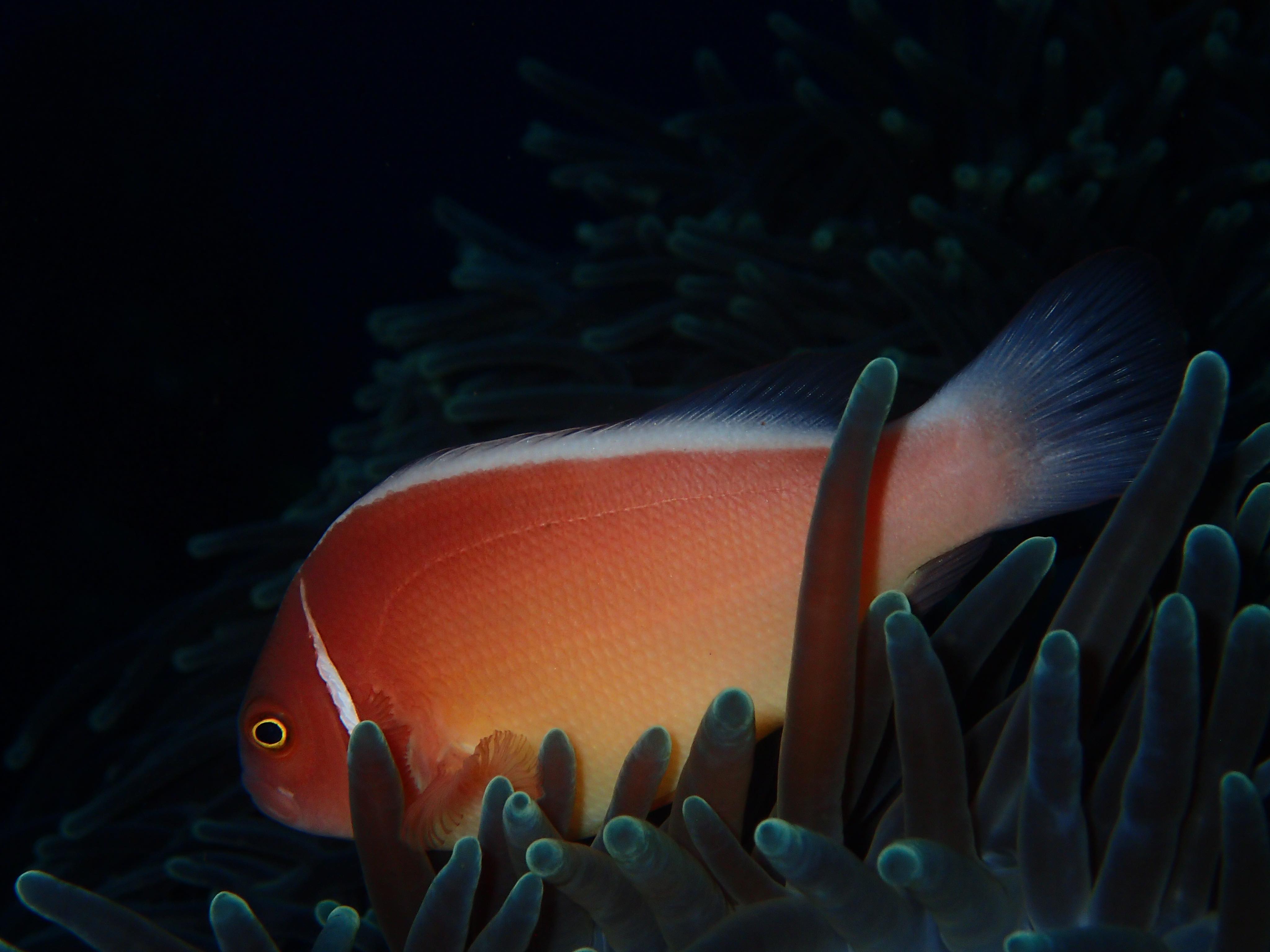pink anemone fish photographed in Amed, Bali