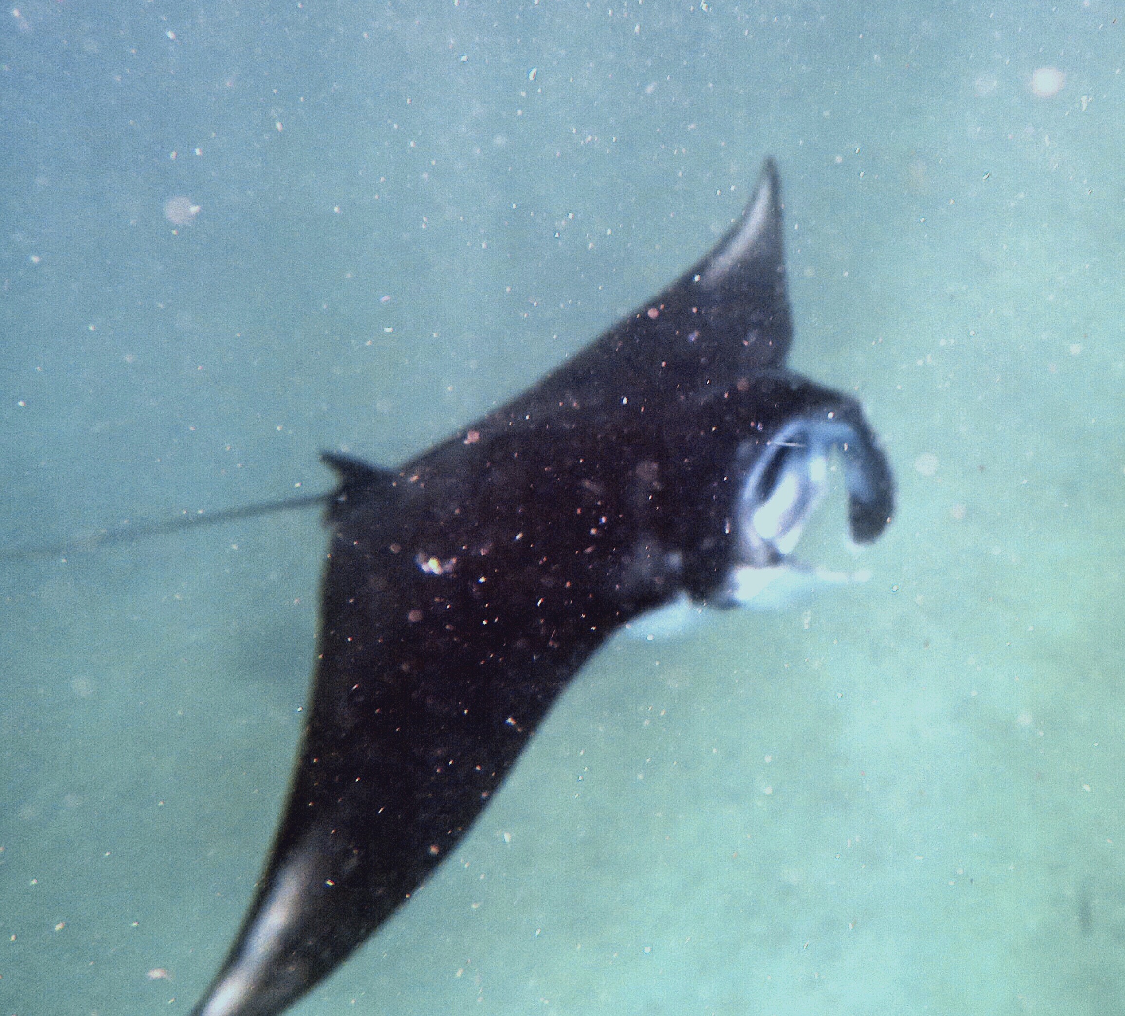 Manta Ray in Nusa Penida, Bali