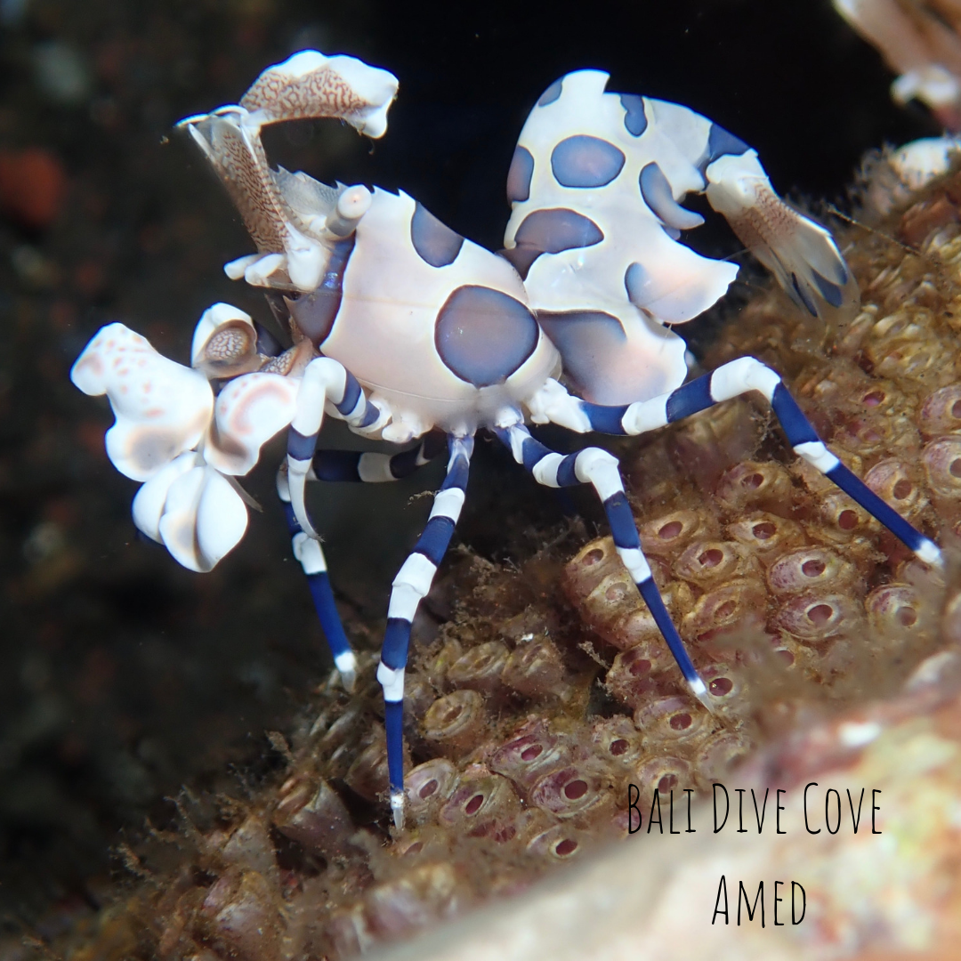 Harlyquin shrimp taken muck diving with olympus tough TG5