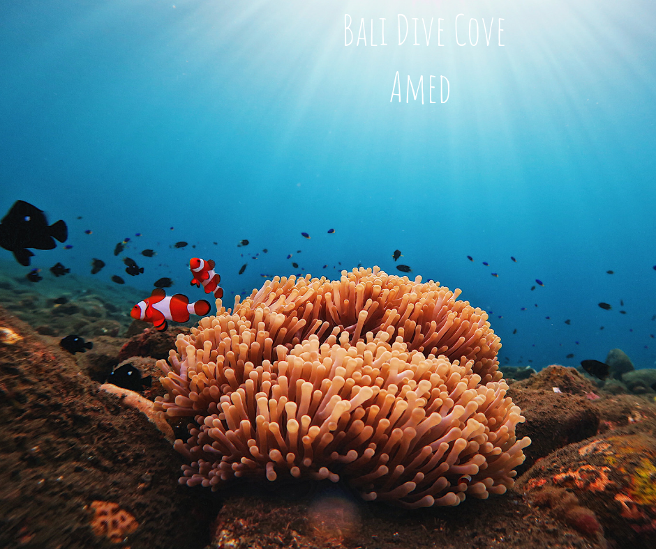 False anemone clown fish AKA Nemo
