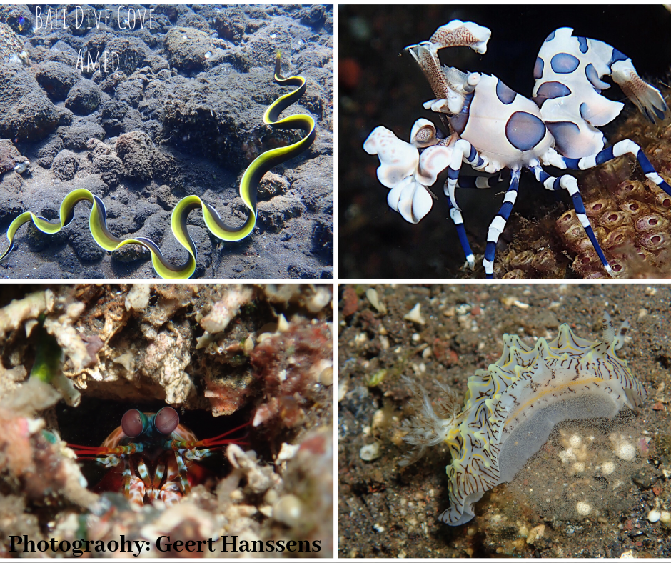 Muck diving in Tulamben, Bali.Harlequin shrimp, Ribbon eel, peacock mantis shrimp and nudibranch