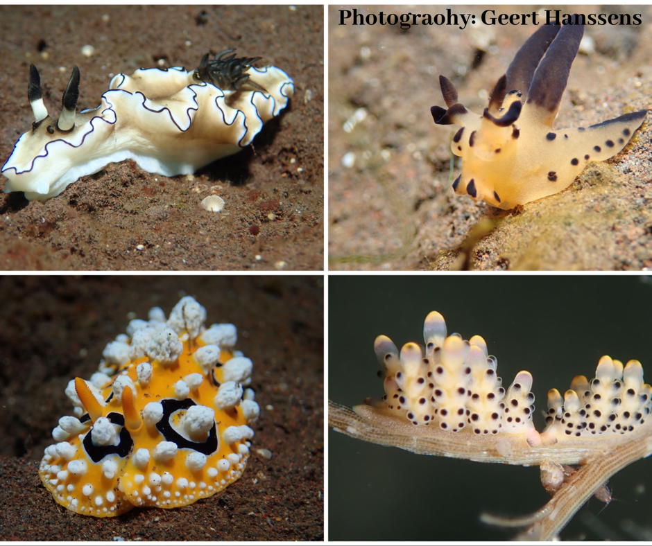 Nudibranch photos from Tulamben muck diving in Amed