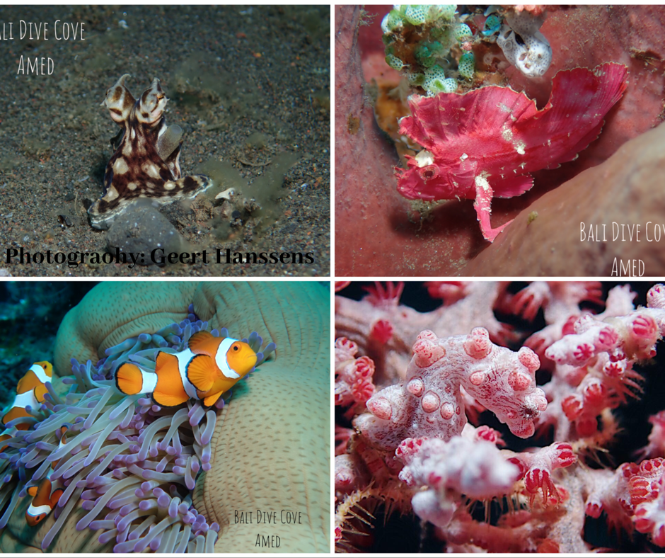 Muck diving photos from Tulamben, Bali. Leaf scorpion fish, mimic octopus, pygmy seahorse and nemo
