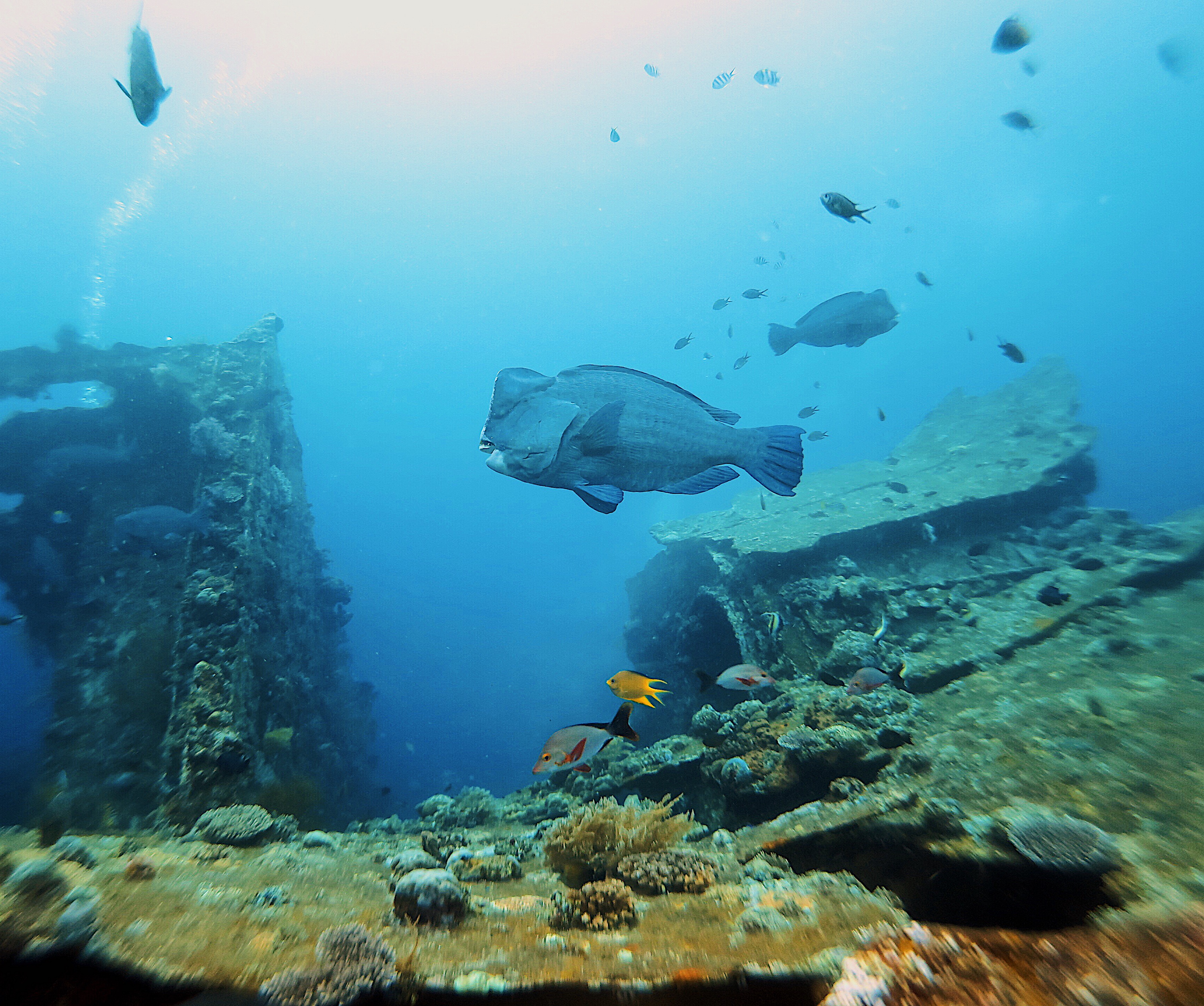 bumphead parrotfish on the USAT Liberty shipwreck in Tulamben Bali