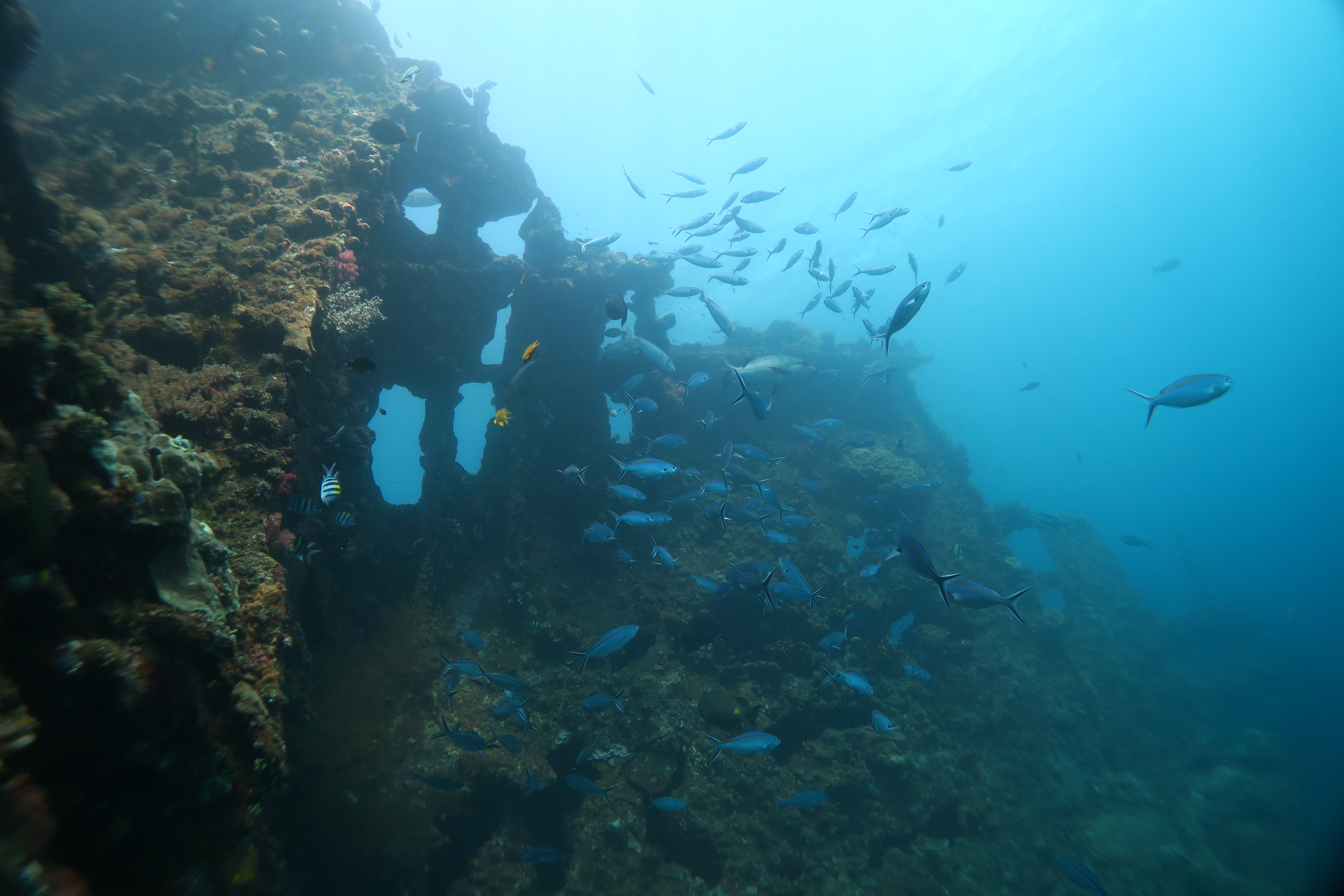 Scuba diving on the USAT Liberty shipwreck in Tulamben, Bali