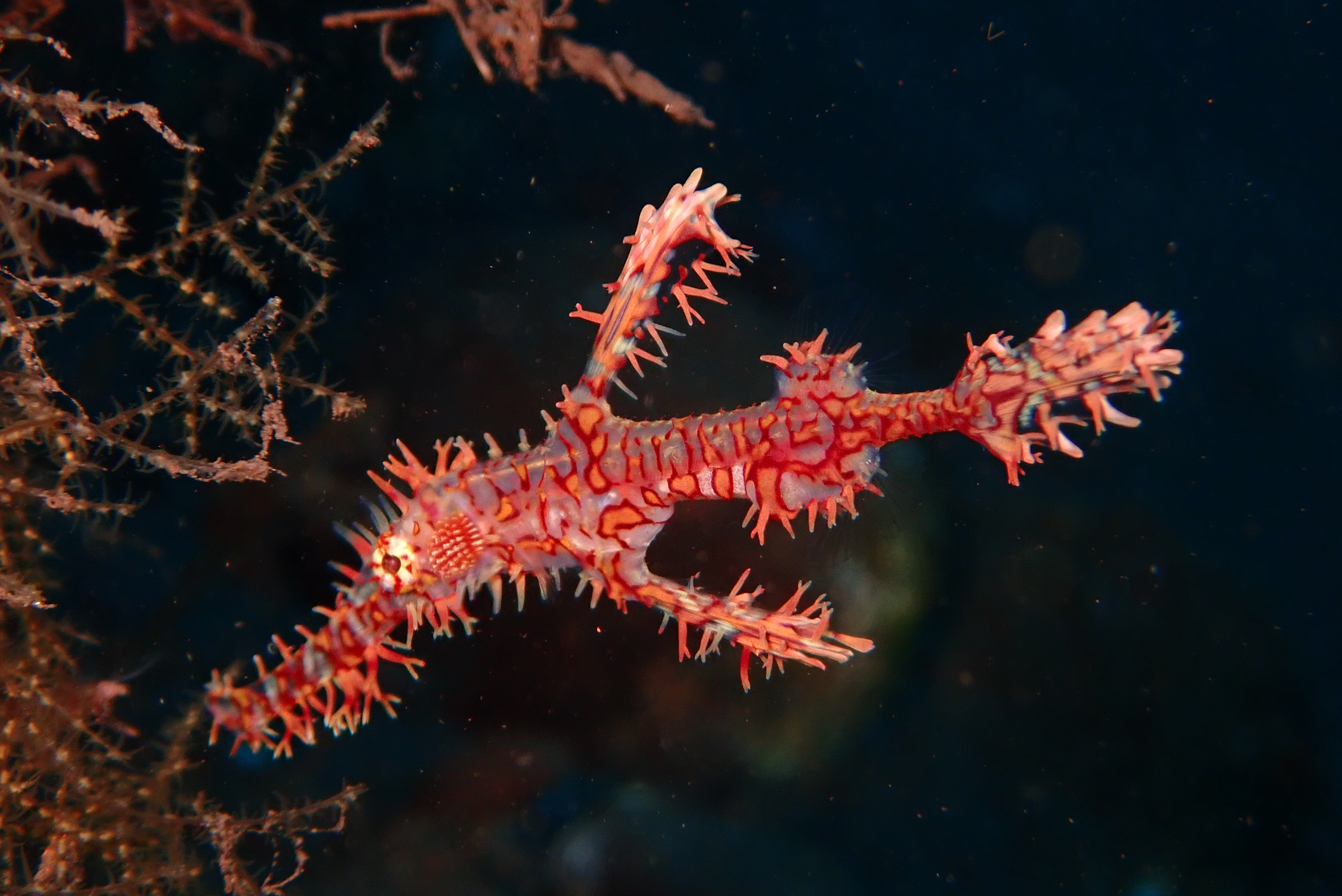Ghost pipefish taken muck  diving in Amed, Bali