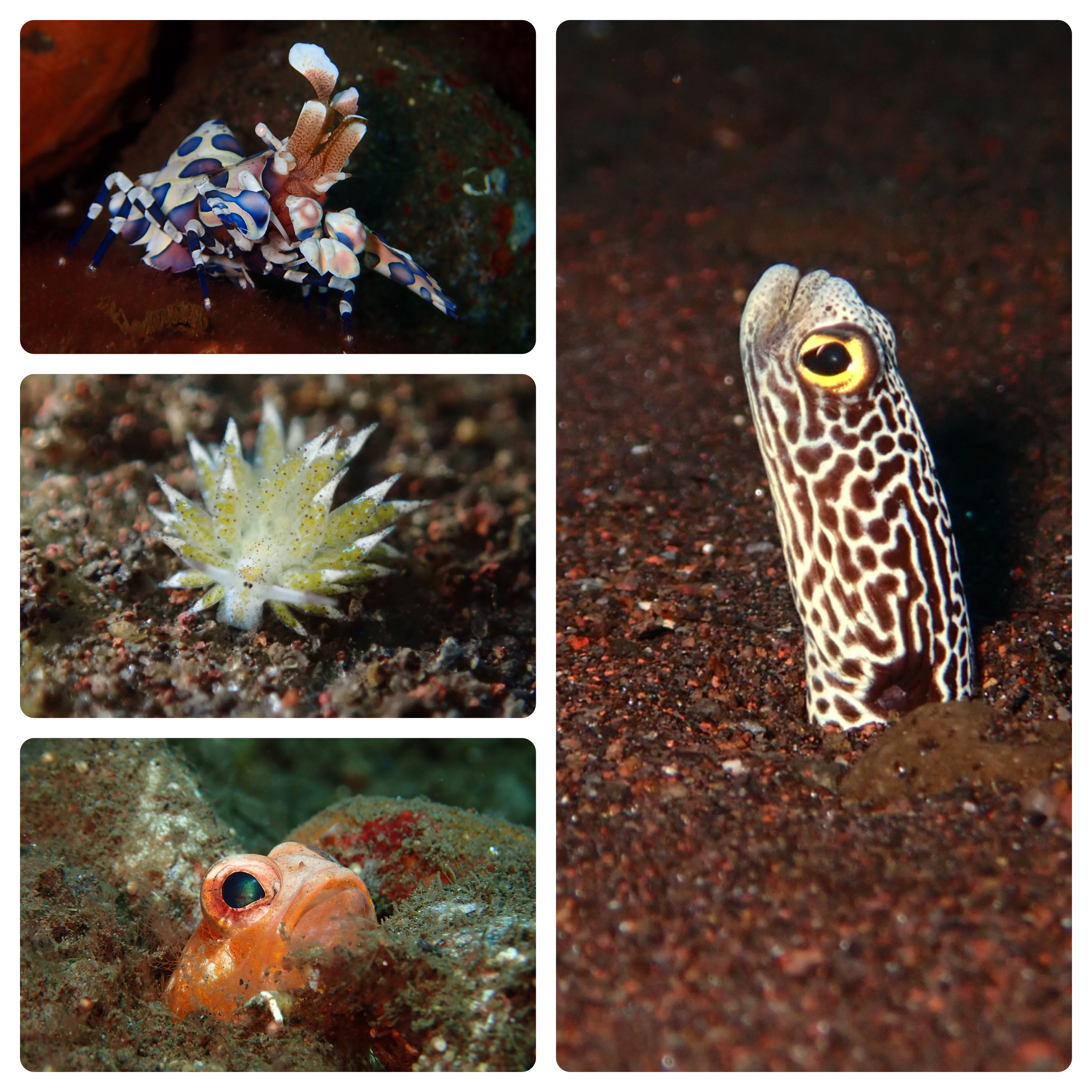 Muck Diving in Amed, Bali