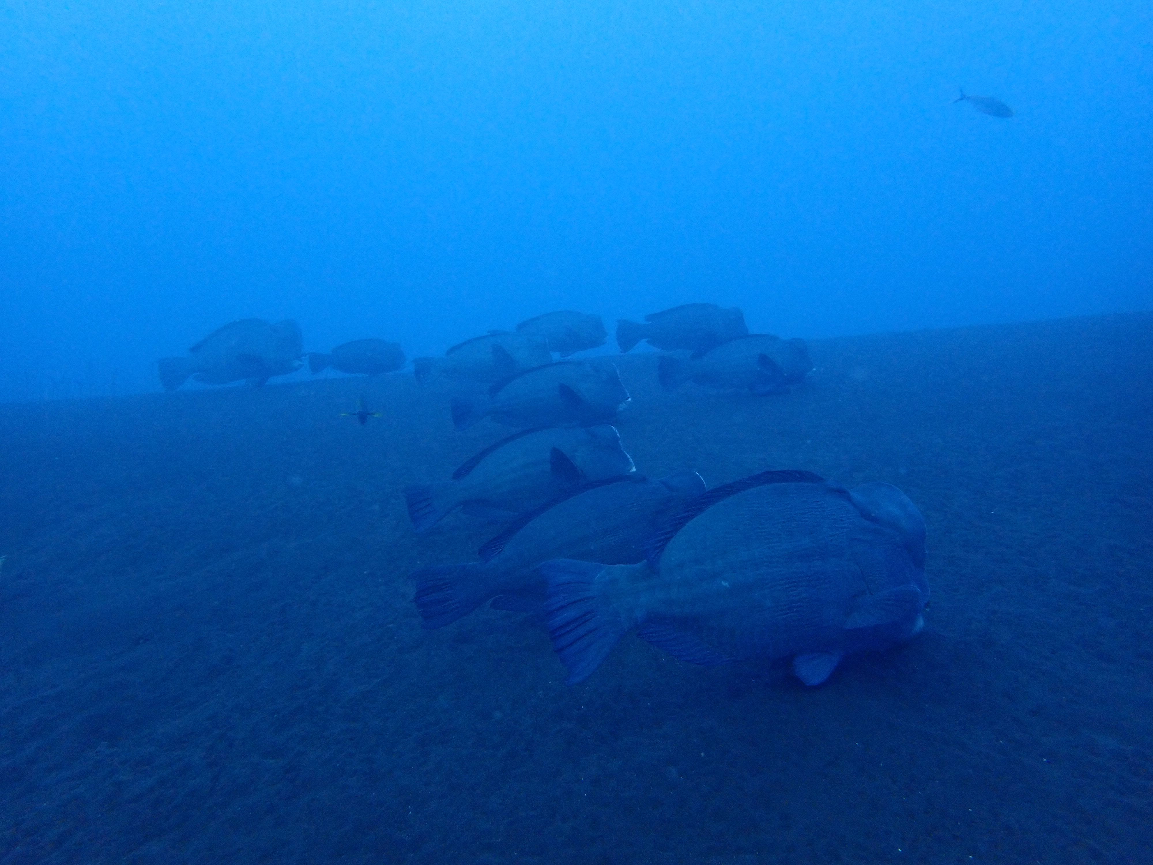 Bumphead parrot fish on the USAT Liberty in Tulamben