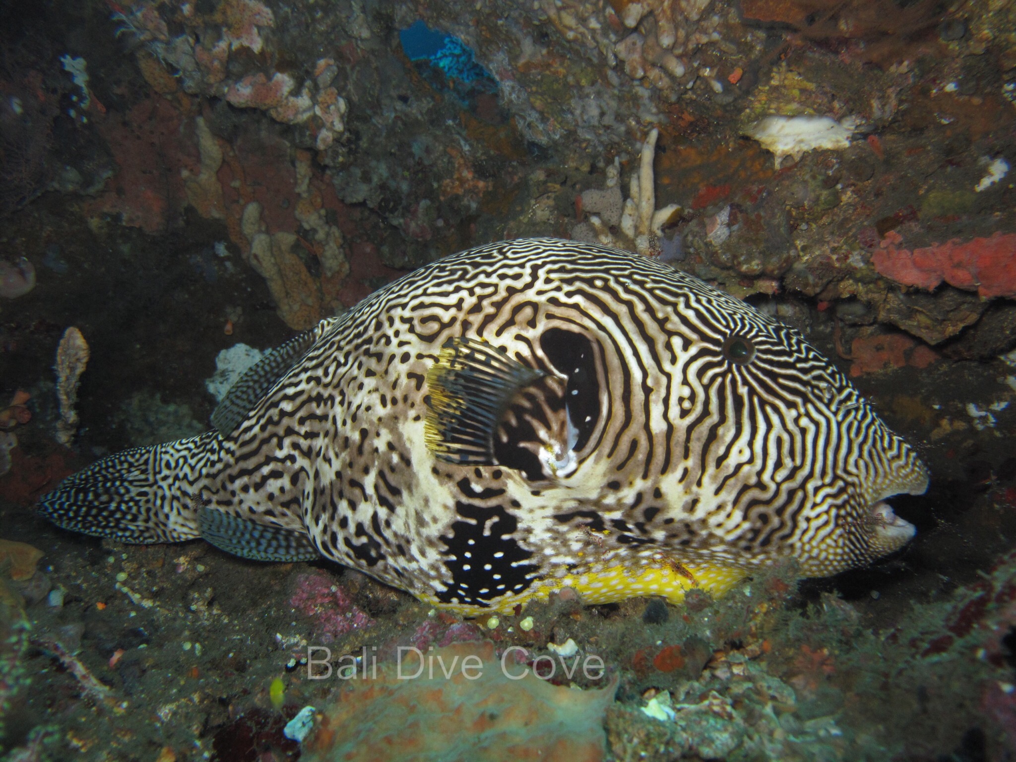 Map puffer fish in Amed, Bali