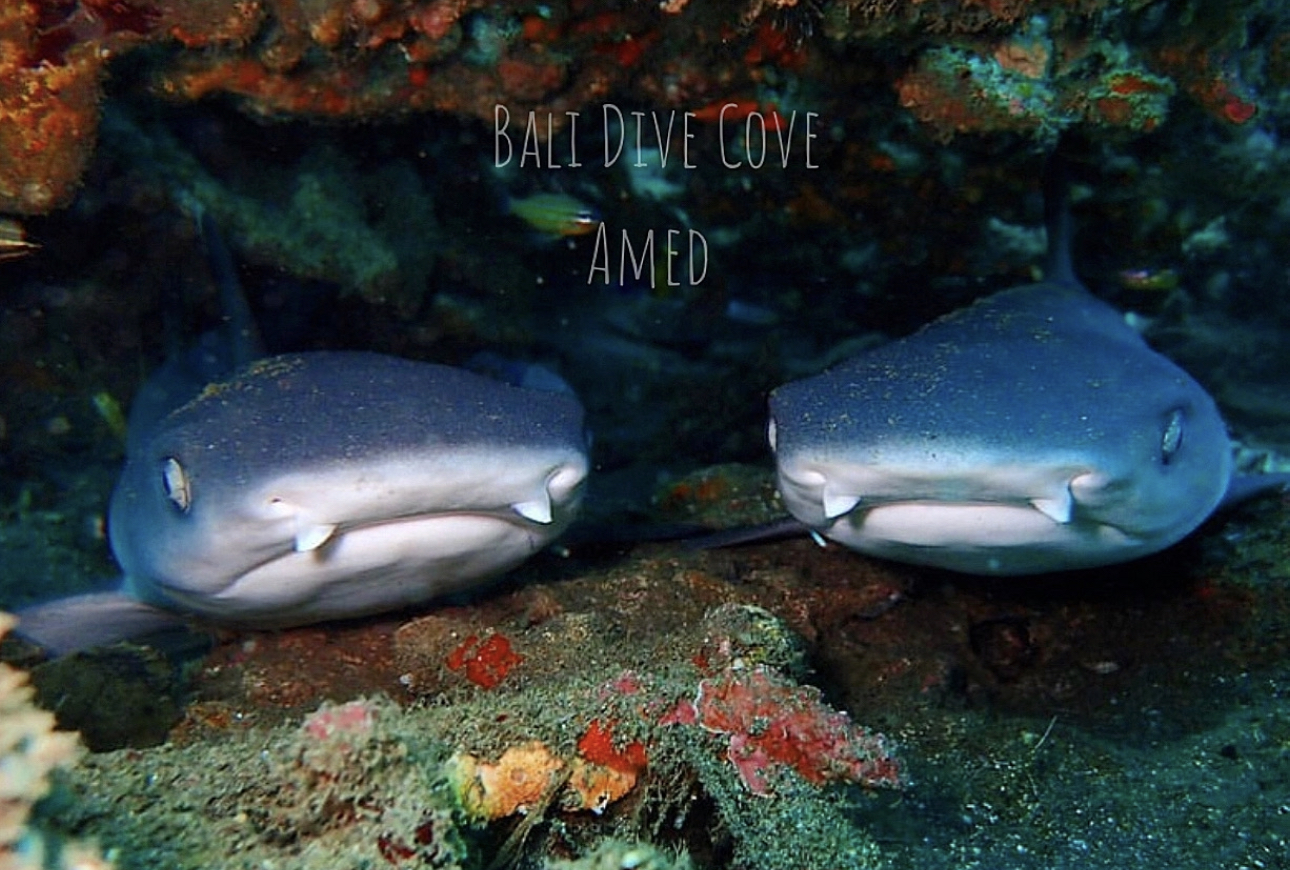 Two white tip reef sharks on Amed pyramids dive site in Amed