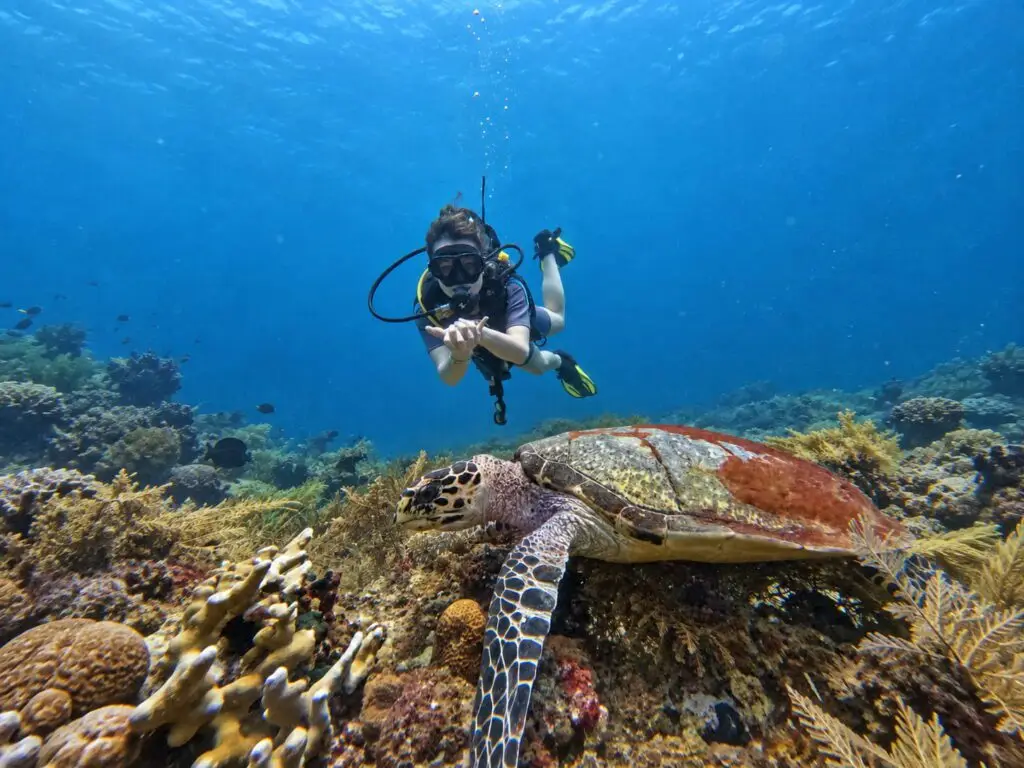 PADI Open Water diver swimming above a sea turtle on a coral reef in Amed, Bali