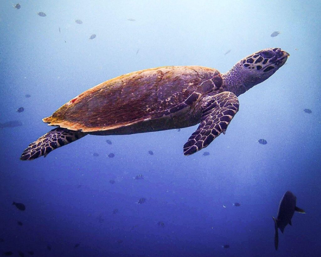 Hawksbill turtle on amed Pyramids