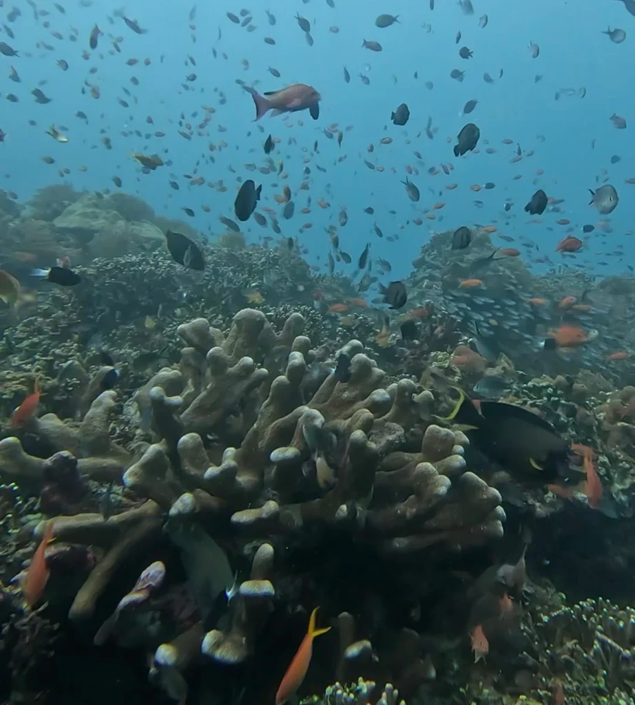 Beautiful and healthy coral on lena wall dive site