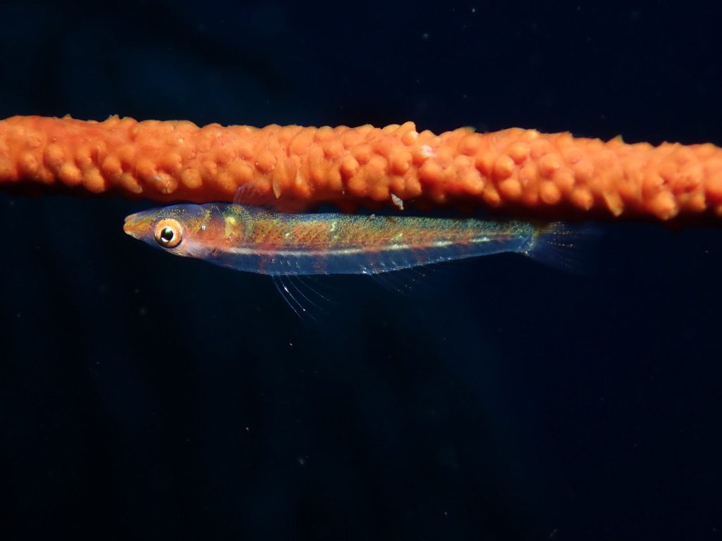 Macro life at dive sites in Bali