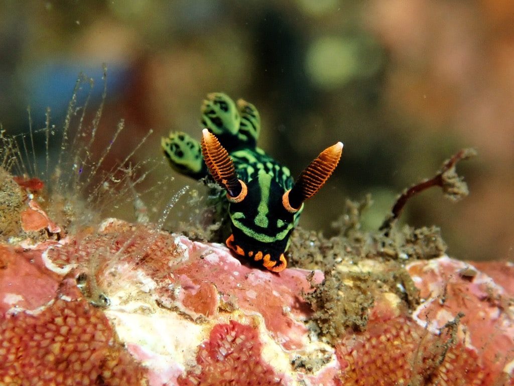 Nudibrach at Melasti dive site in Tulamben, Bali