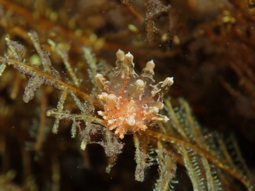 Nudibranch at Melasti dive site in Tulamben in Bali