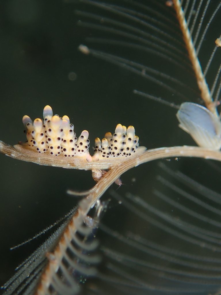 2 Nudibranch at Bali's Macro dive site Sidem