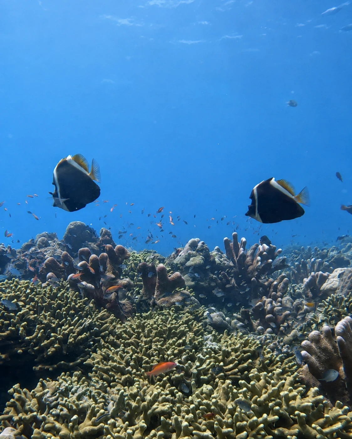 Healthy coral reef and marine life supporting marine conservation in Amed, Bali
