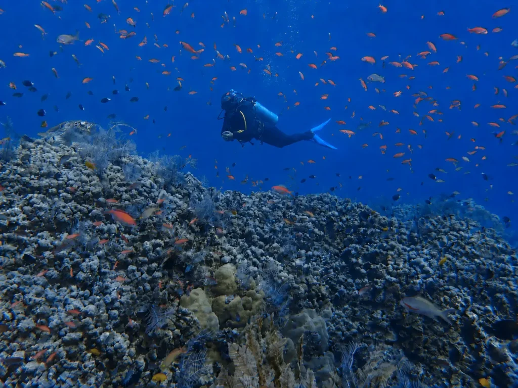 What is marine conservation? A scuba diver maintaining a safe distance above a coral reef in Amed, Bali
